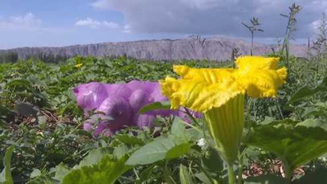 (电视通稿ⷥ›𝥆…ⷧ𛏦𕎩电商平台直采让新疆焉耆千亩富硒南瓜走向全国