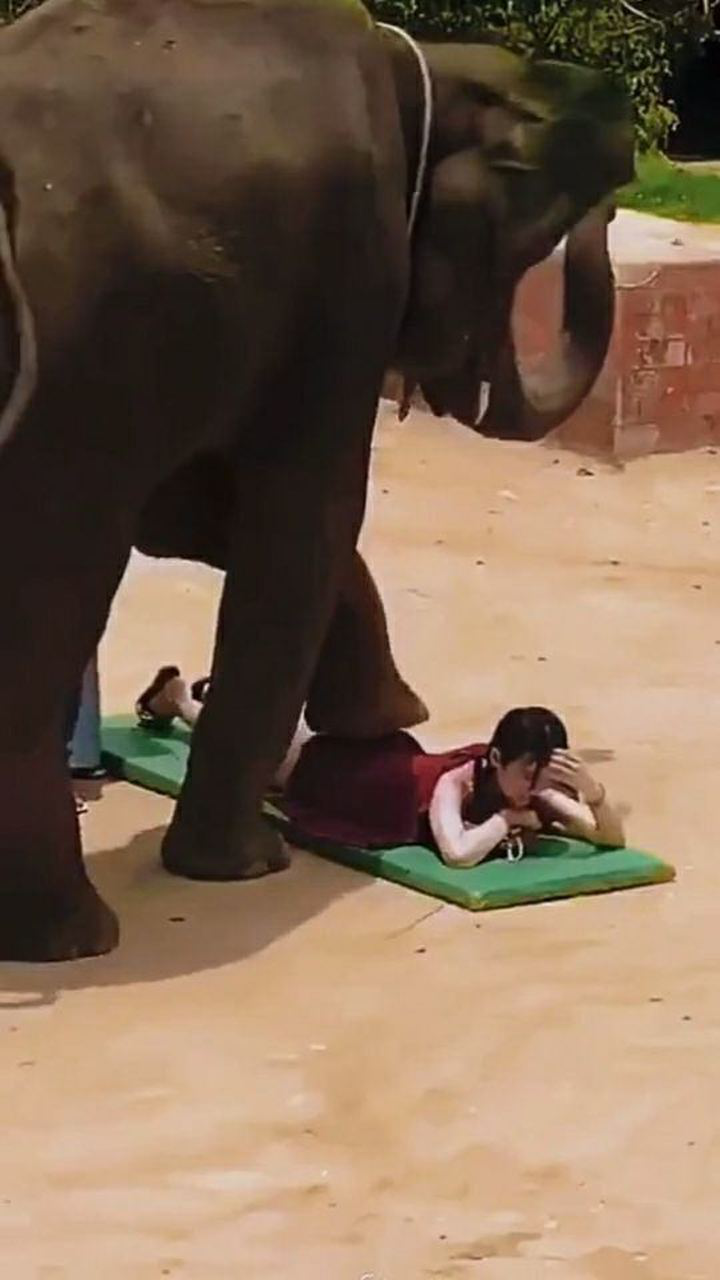 大象踩背,看美女一脸享受,就知道有多舒服!