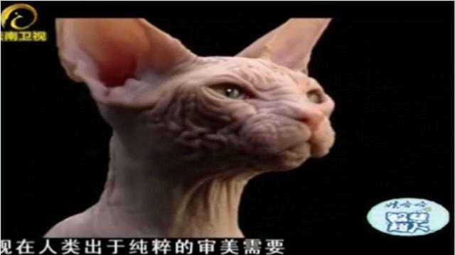 科学家分析了33个国家两千只猫的DNA,表明猫成为宠物是在埃及