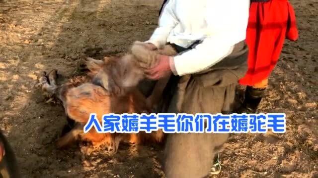 一吨驼毛就能卖10万?来看内蒙小哥亲自上手薅驼毛:骆驼无奈惨叫