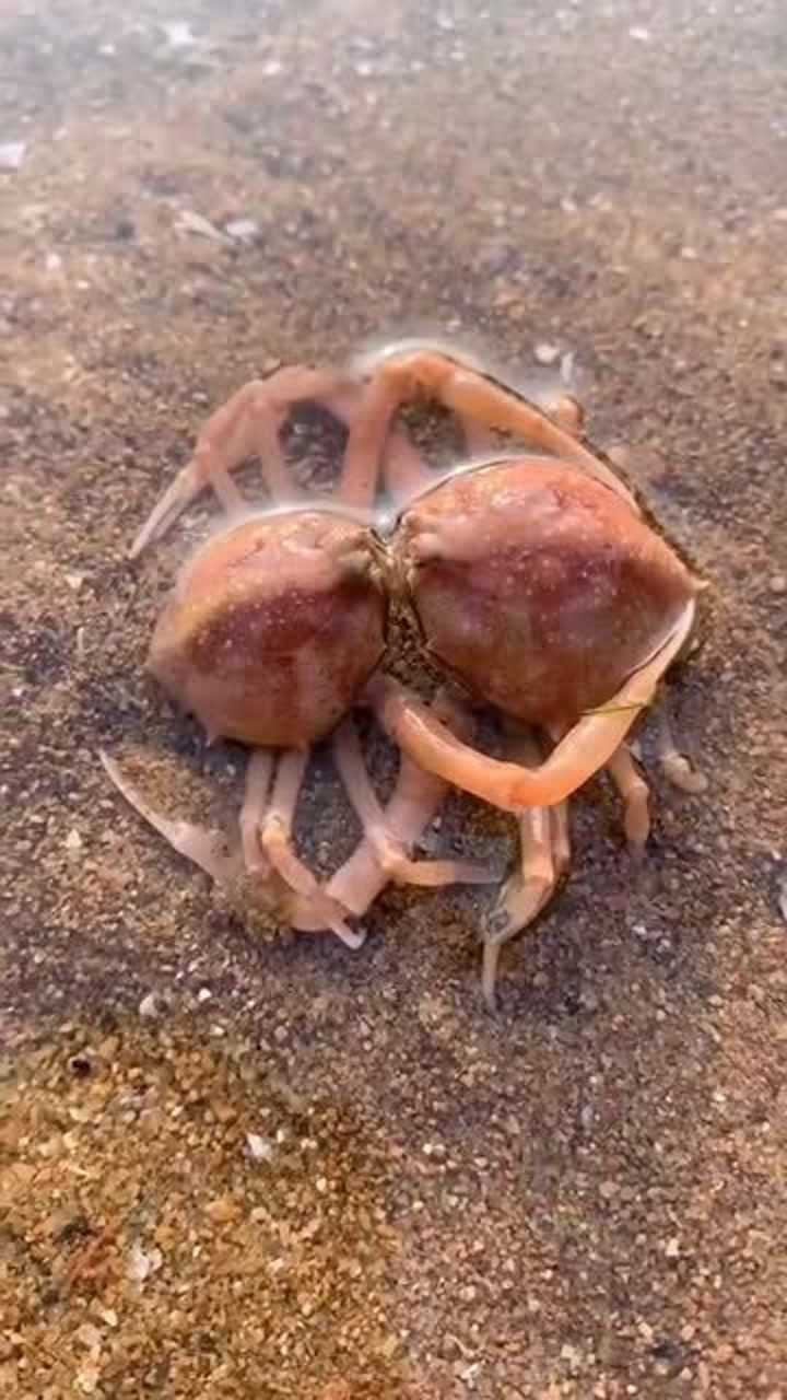 这是什么东西是海蜘蛛吗