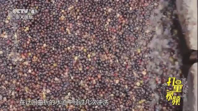 咖啡果“变身”咖啡豆,烘焙后的普洱咖啡浓香四溢源味中国