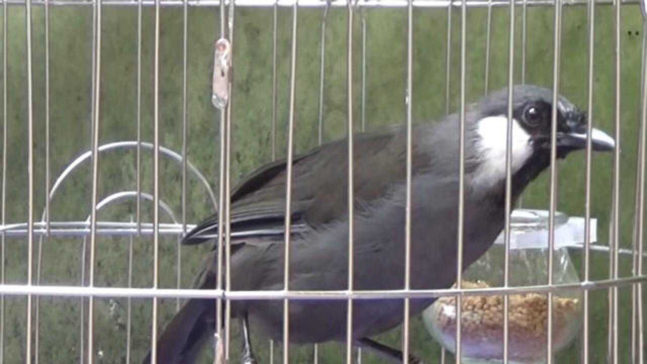 精品珊瑚鸟鸣叫圆润的鸟叫声听着很过瘾