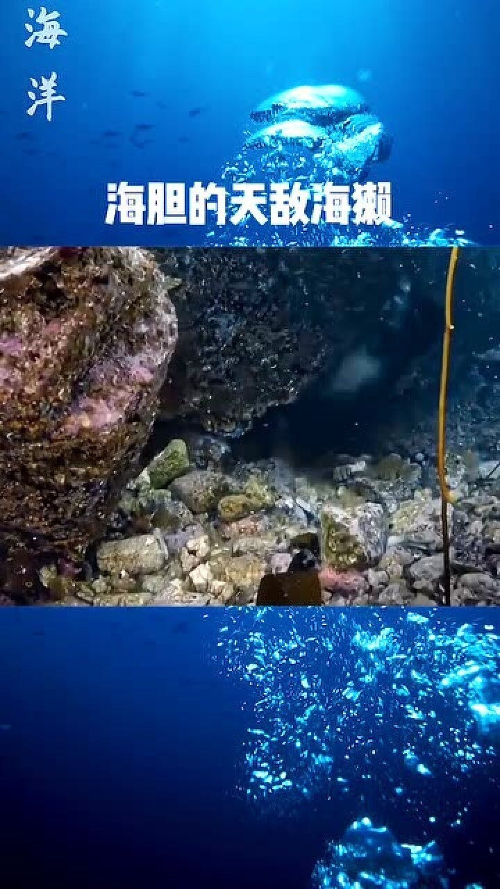 海胆的天敌出现了你们也不用组团去吃海胆了