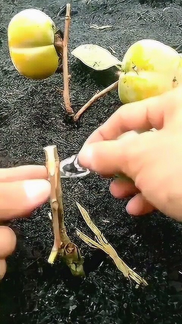 柿子树一般在春季34月或者秋季89月进行嫁接
