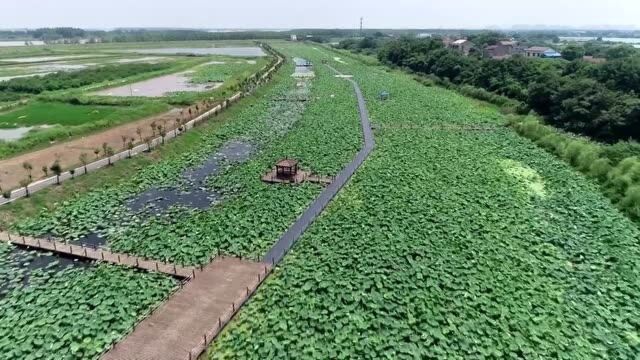 新湾村:农村人居环境整治显成效 花满乡村香满门