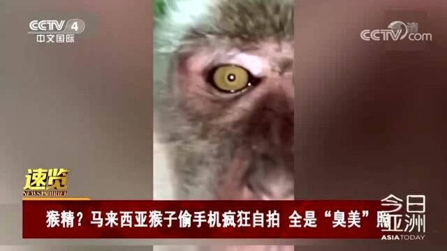 全是“臭美”照?马来西亚猴子偷手机疯狂自拍,不愧是猴精