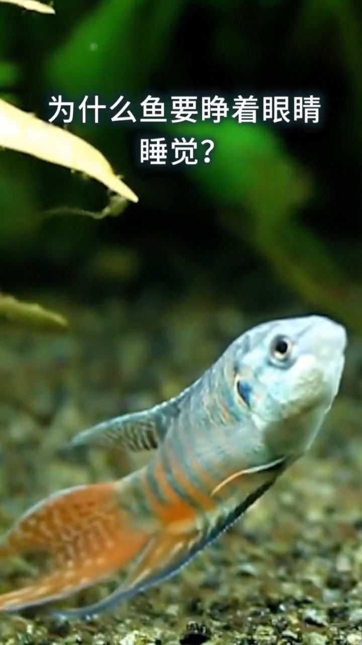 为什么鱼要睁着眼睛睡觉,原来是这个原因