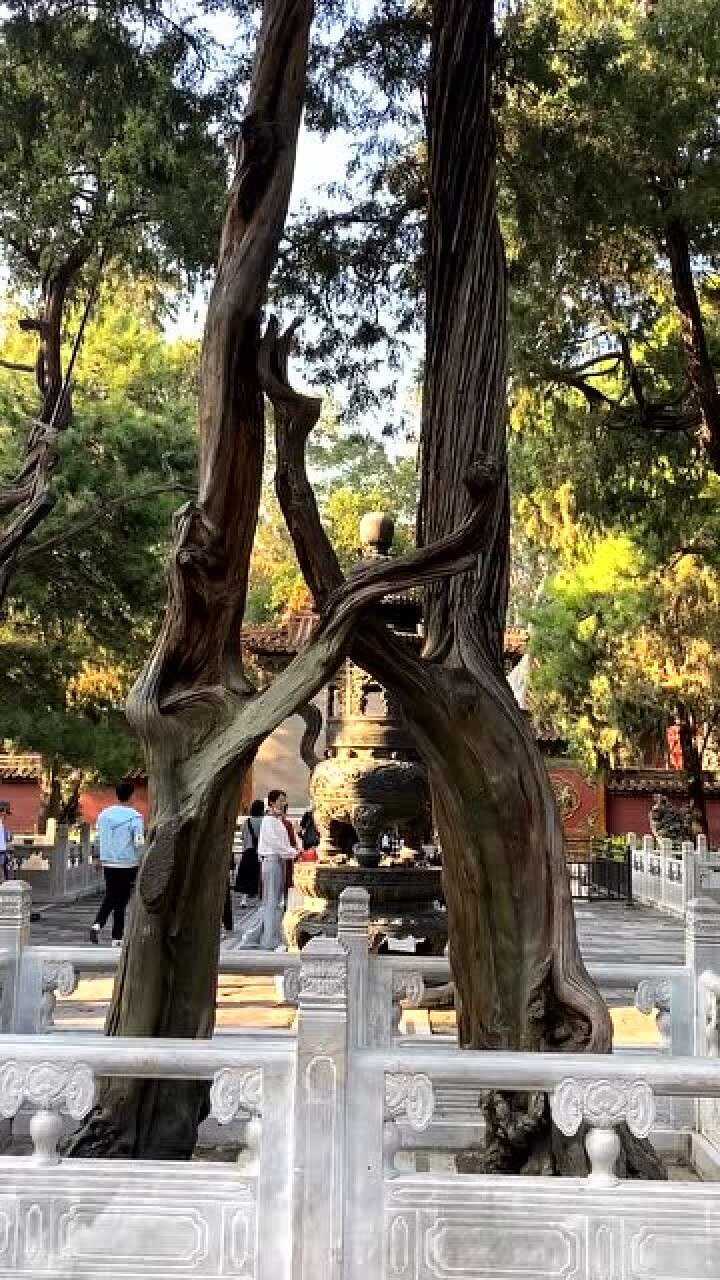 故宫真正的连理树在这里!_腾讯视频