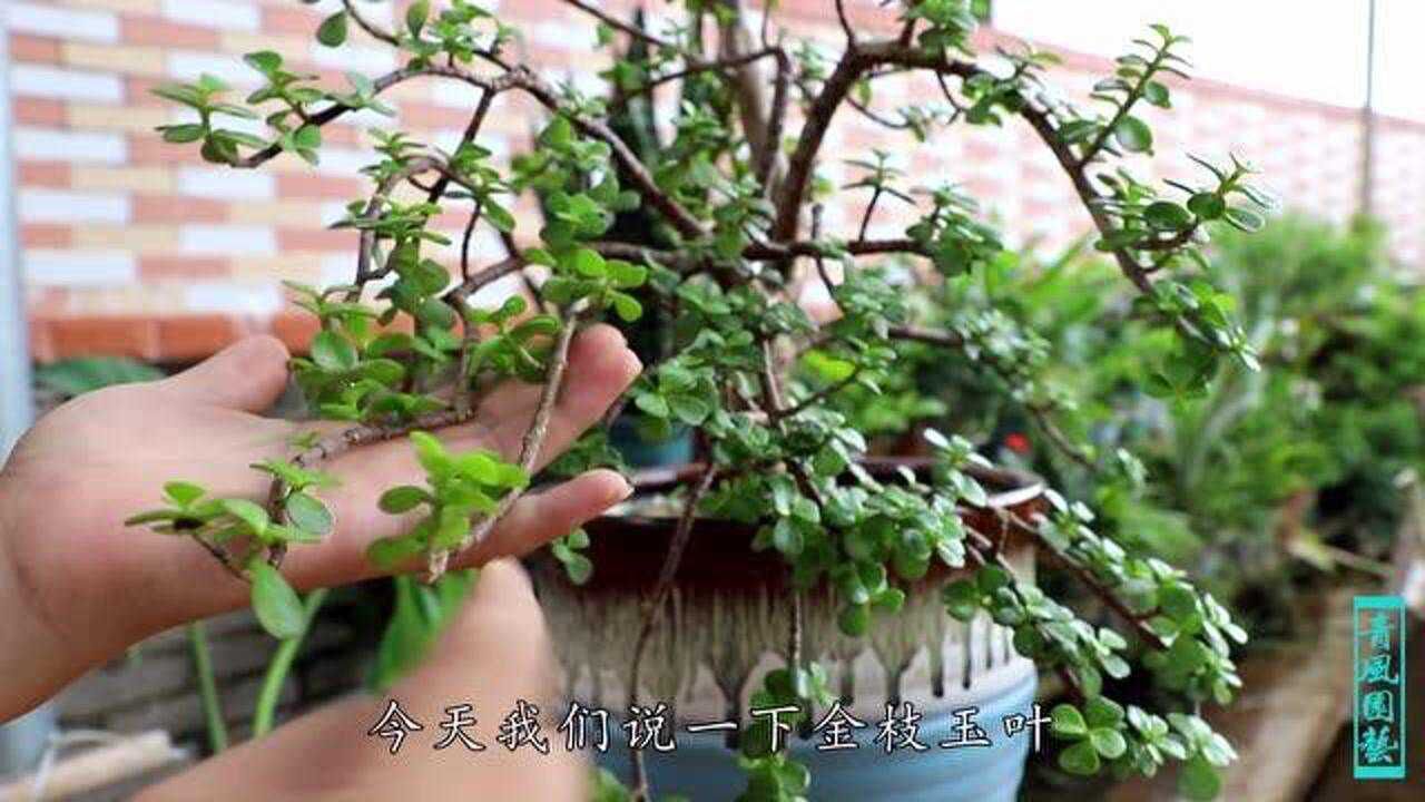 养金枝玉叶时间久了,总会遇到掉叶问题,教你处理方法