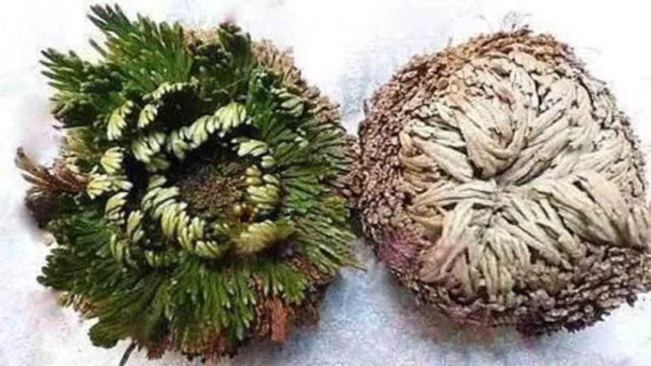 九死还魂草究竟有"还魂"作用吗?它到底有何奇特的地方?