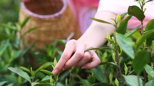 中国最贵的六大茶叶:堪称天价茶叶,这喝的还是茶吗?