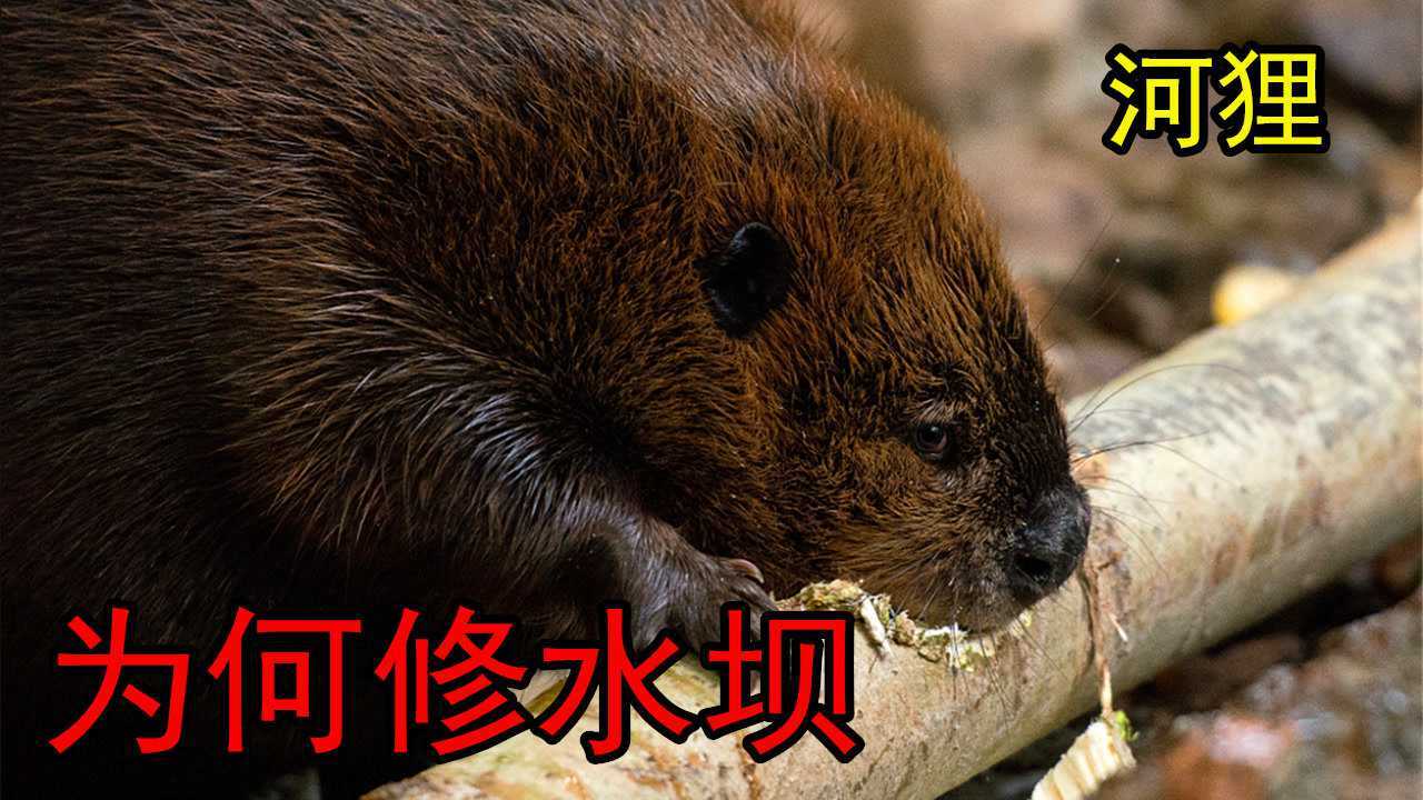 河狸为什么要修筑水坝?难道是因为太无聊了?
