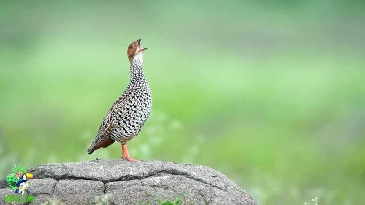 高清近拍野生鹧鸪打鸣这叫声粗犷动听