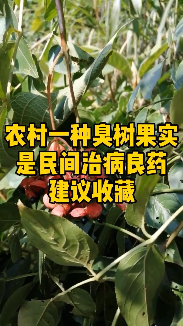 农村一种臭树果实,是民间治病良药,建议收藏!