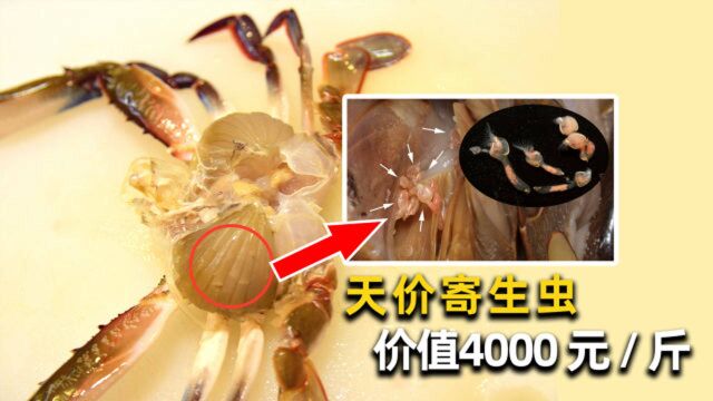 新知人类|梭子蟹鳃内爬满红色虫子还能吃?专家:不仅对人无害,反而很贵