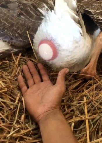 鸭子下蛋,实拍全过程,感觉有点疼!