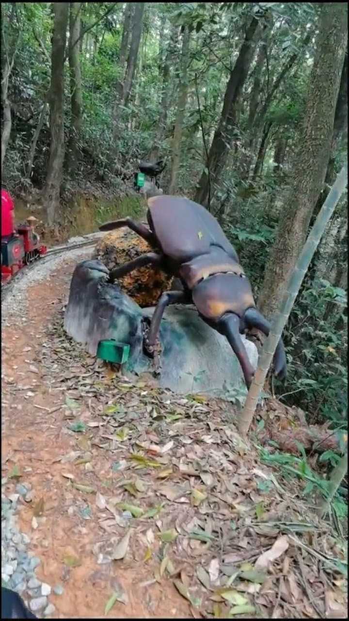 这么大的屎壳郎见过吗,这也太经典了吧