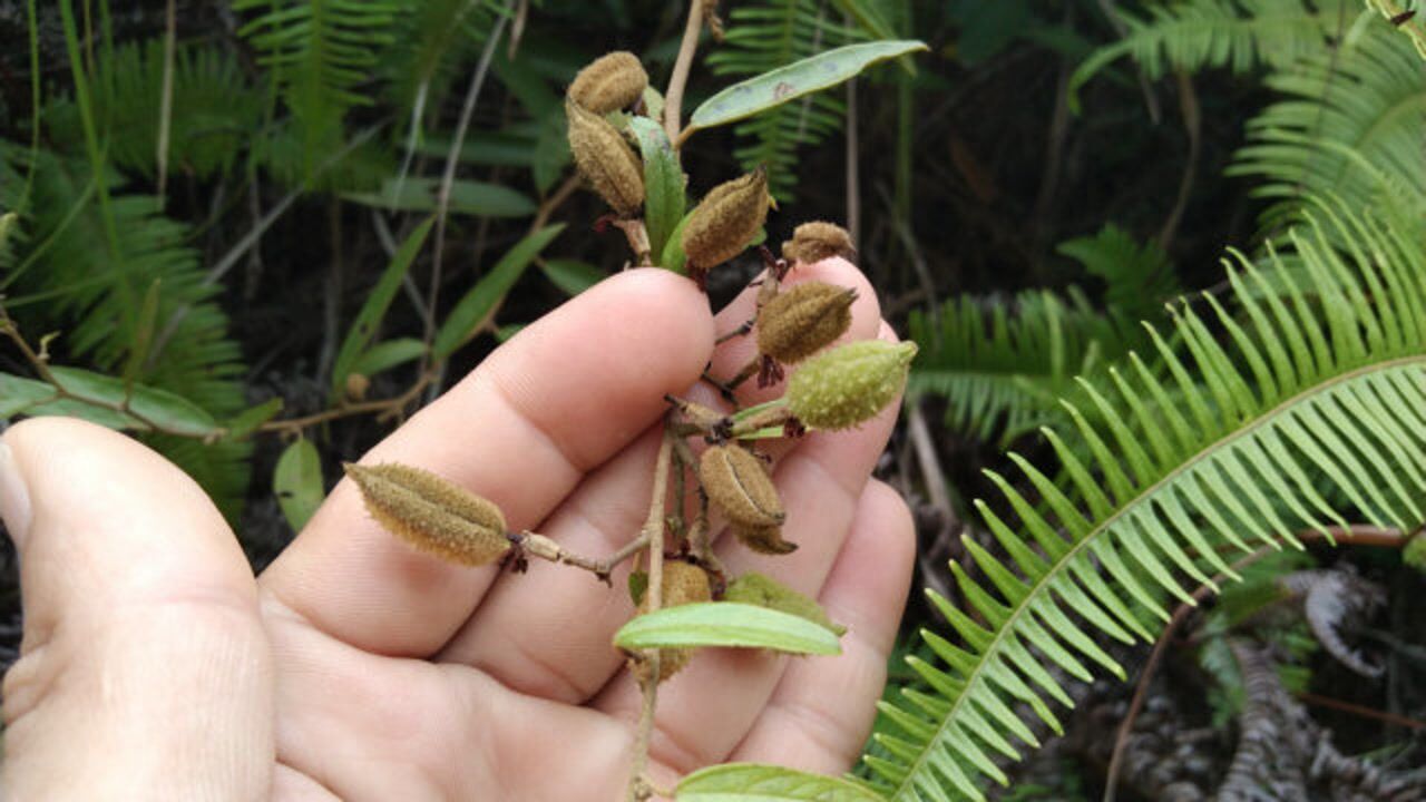 野生山芝麻纯天然的山货其实还是一味草药