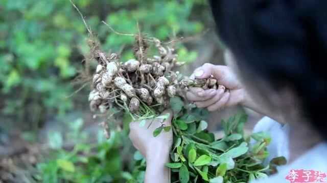 新鲜的花生怎么吃?学李子柒做鲜卤花生