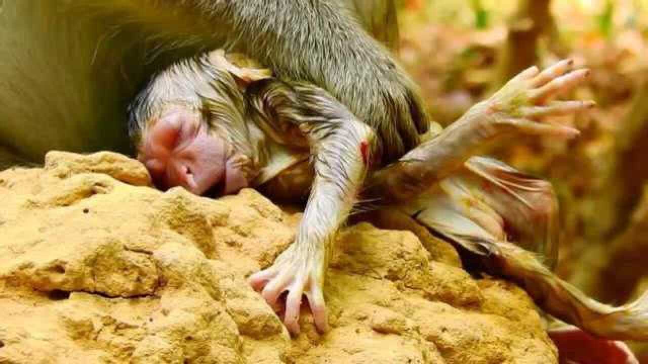 猴子生下幼崽后,用亲吻的方式为宝宝做清洁,画面温馨感人