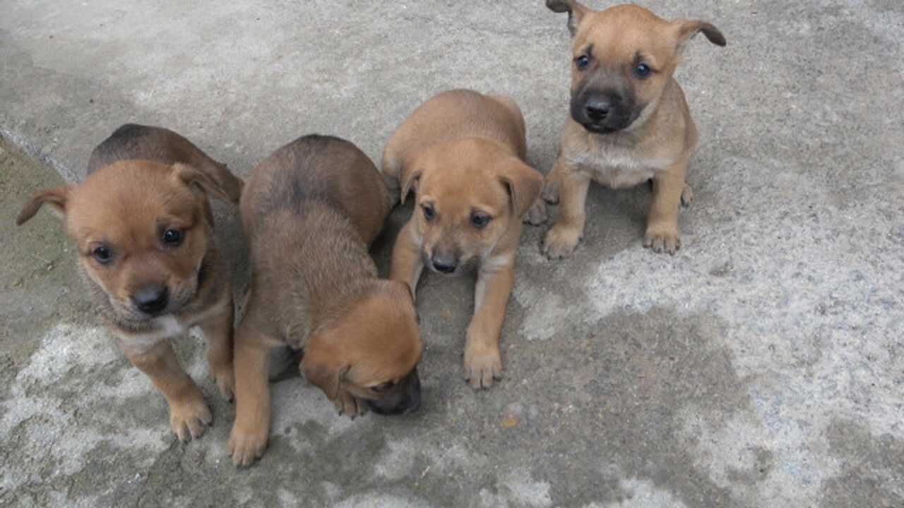 母土狗与公比特杂交的后代真好看这种小狗可猎可斗