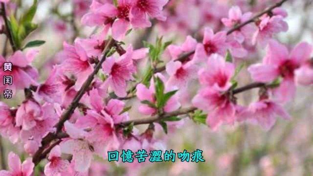 歌曲《年轮》经典国风歌曲,唯美动听,百听不厌