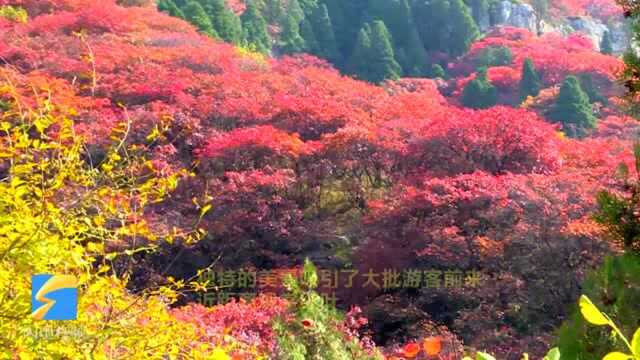 一分钟视频看遍潍坊层林尽染秋意浓 万花落尽红叶烧