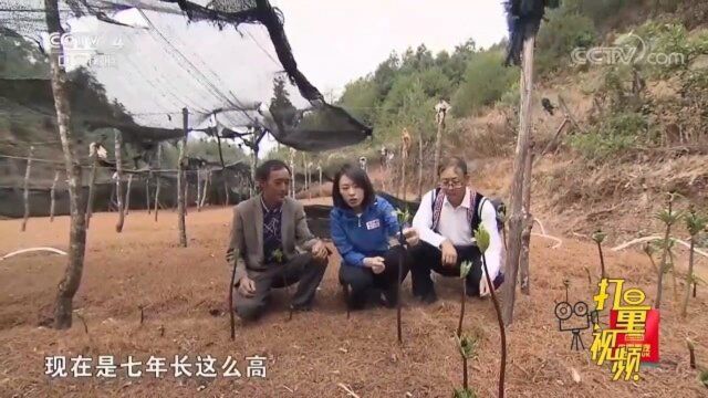 中草药重楼清热解毒软坚散结,一公斤竟达到四百多元!