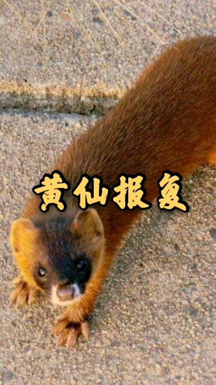 民间故事,黄仙报复