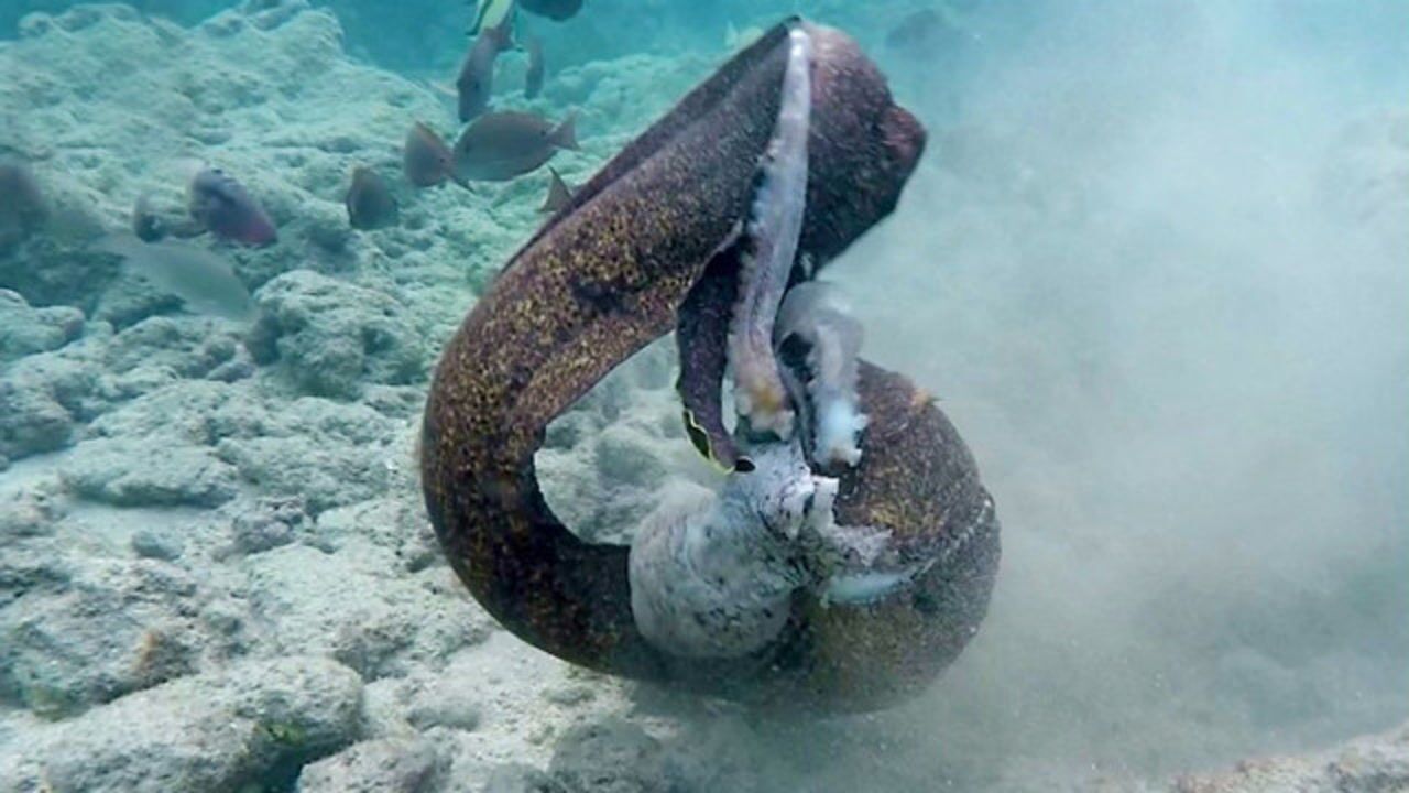 章鱼捕食电鳗,遭到电鳗猛烈反击!双方打得难舍难分!