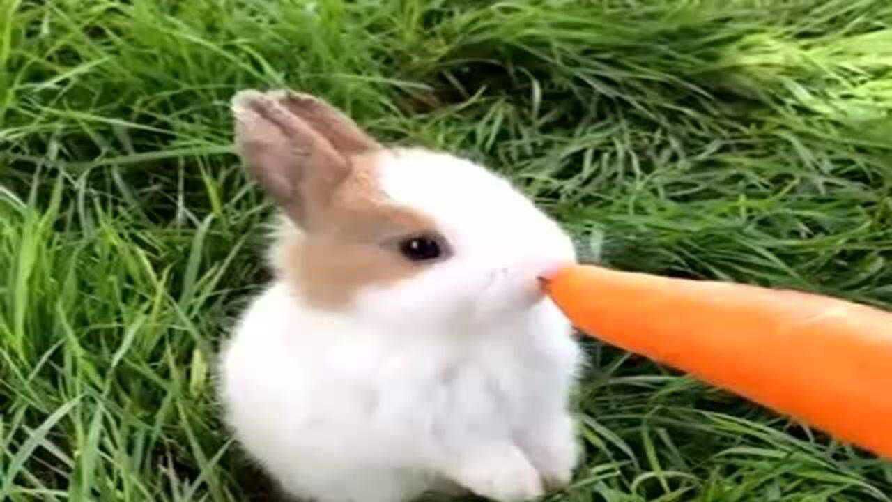 喂小白兔吃胡萝卜,看到这一幕,感觉太可爱了!