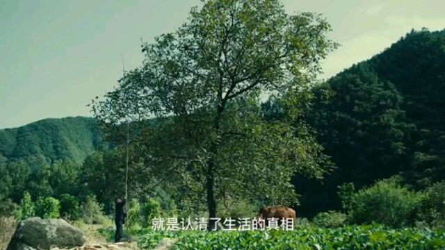 公益影片《犇》上映!秦岭脚下的硬核老头,给年轻人的朴实人生建议