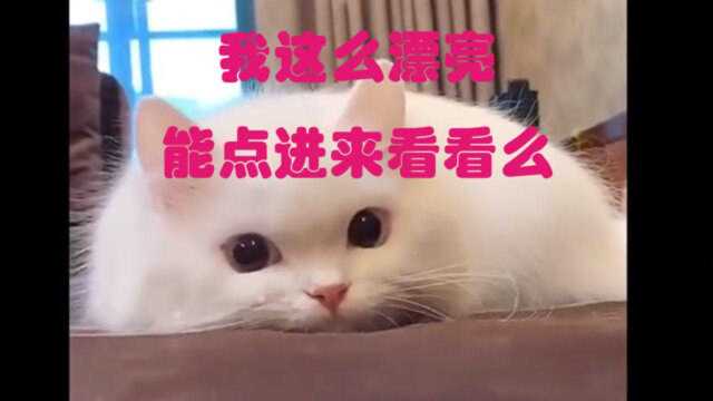 今日份的云吸猫!不要错过!