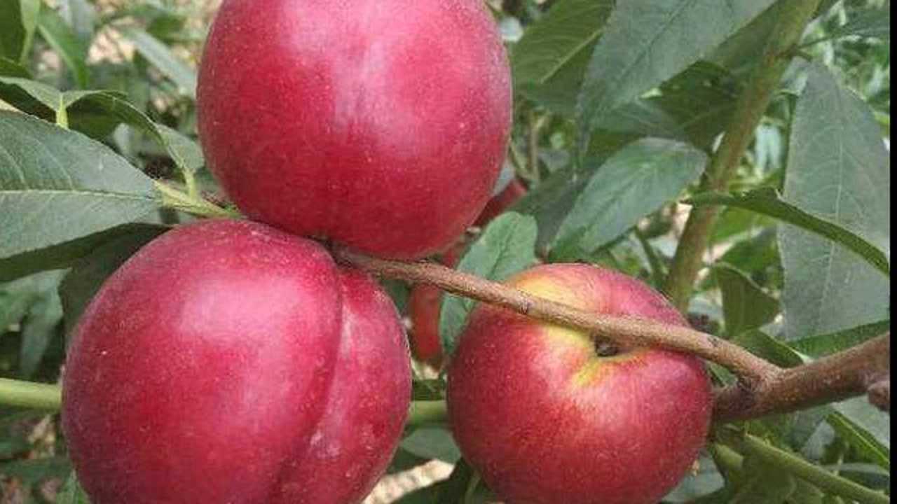 中油27号油桃特点介绍