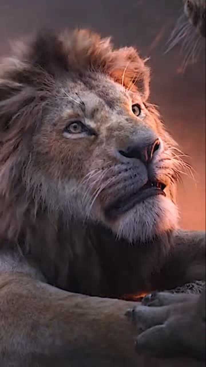 狮子王辛巴丛林之王帅气回归