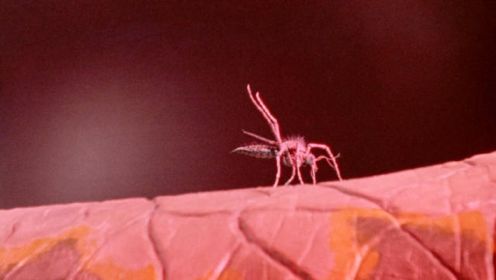 恐怖片：蚊子误吸外星人血液，变异成2米高巨蚊，人被叮一下就会化为干尸
