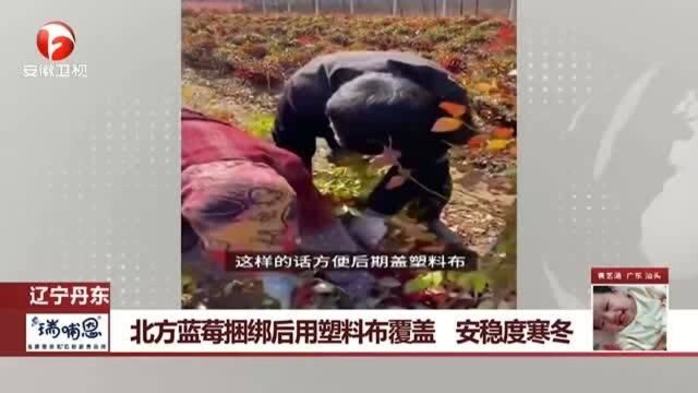 辽宁丹东:北方蓝莓捆绑后用塑料布覆盖 安稳度寒冬