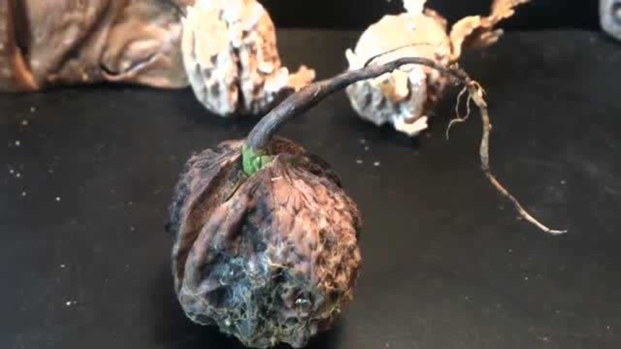 文玩核桃发芽原来是这样子的,真是罕见,屏幕前的你有没有见过?