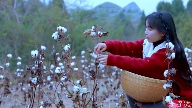 从一颗小小的种子到朵朵棉花,李子柒用行动,诠释了棉花的一生