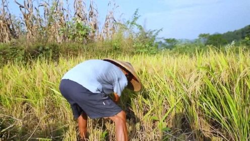 稻谷大丰收，传统收割水稻，从稻谷到米饭，很多00后都没见过