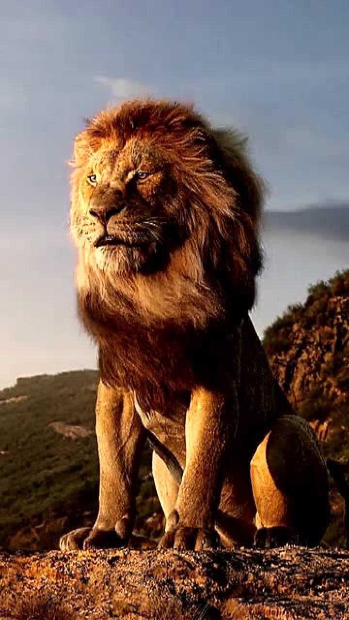 狮子王辛巴,小辛巴和爸爸在一起,画面极度温馨