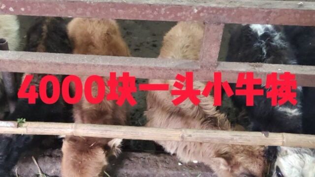 西门塔尔杂交牛犊,全部出售平均价格才4000一头,价格便宜嘛?