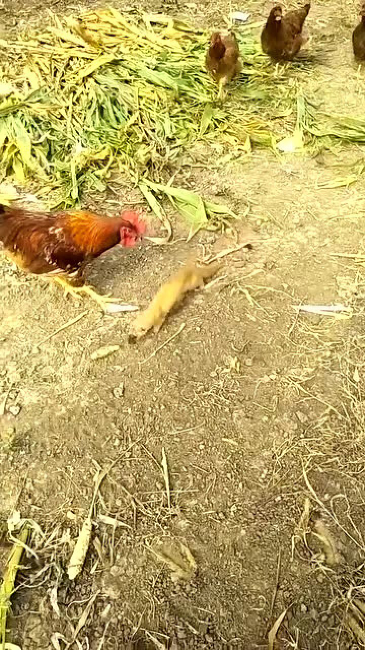 黄鼠狼是来给鸡拜年的吗