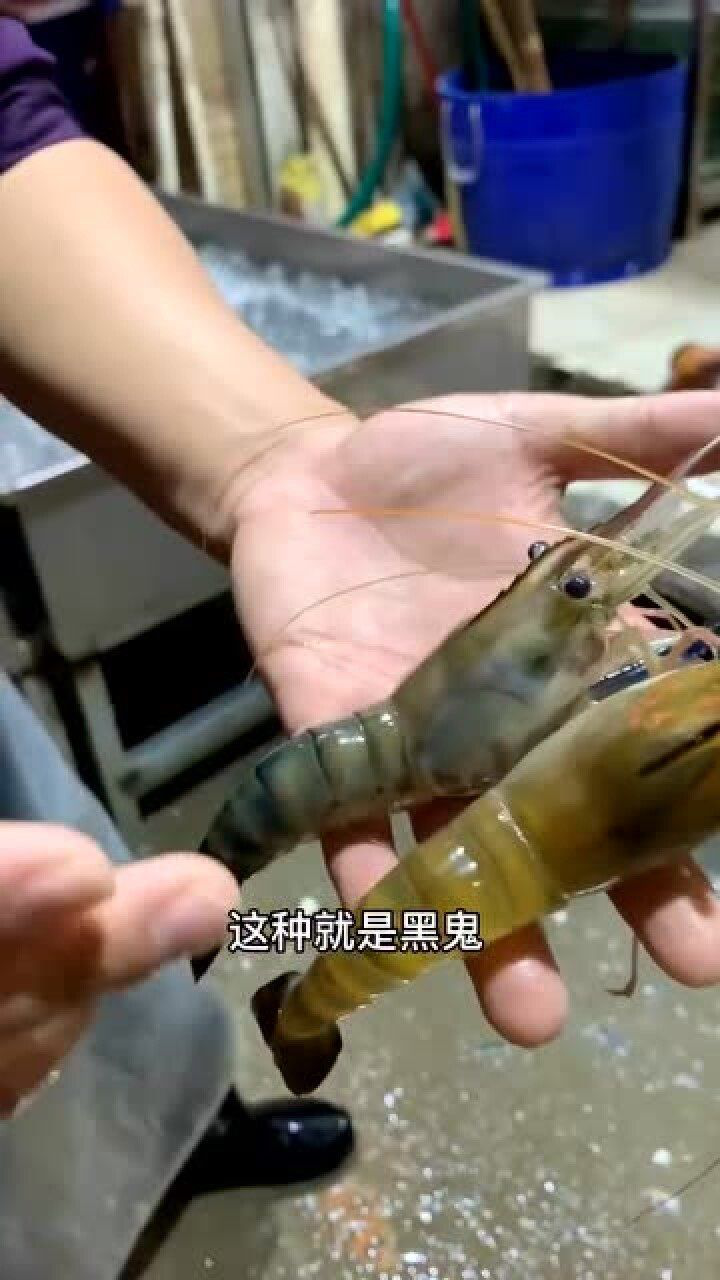 罗氏虾如何挑肥瘦罗氏虾肚子里的蛋是不能吃的要不然很容易闹肚子