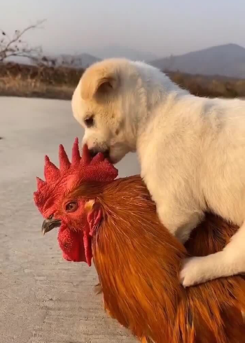 你还相信鸡犬不宁吗?狗狗骑公鸡背上要背背,撒娇腻歪太有爱