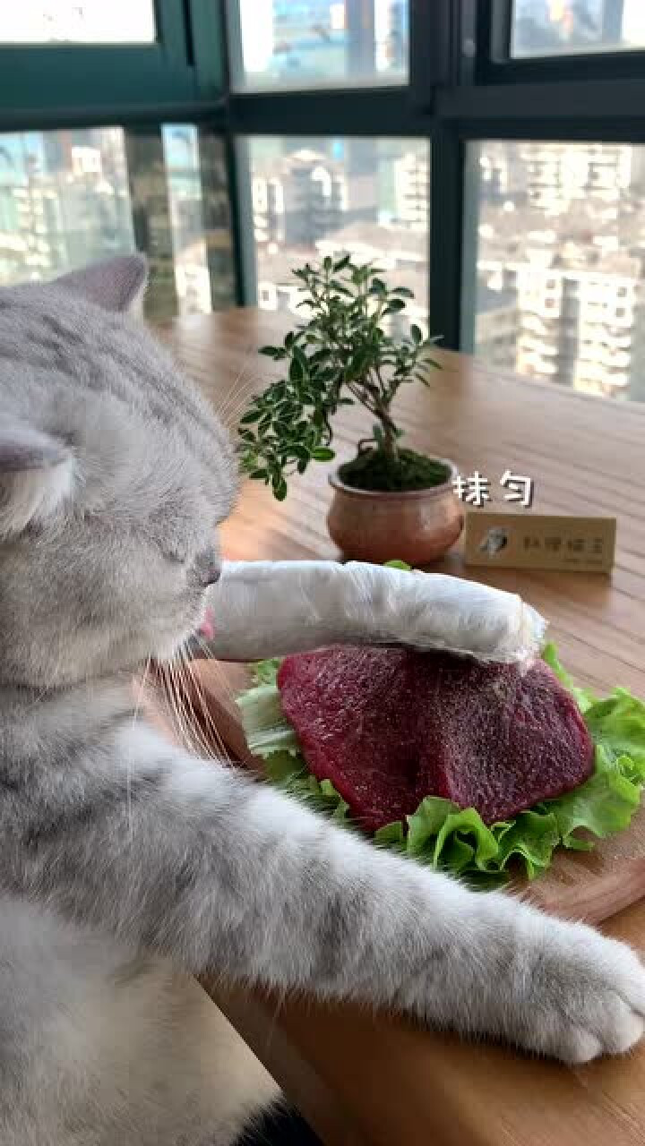 【料理猫王】猫咪会做饭?教你不正宗的嫩牛五方做法