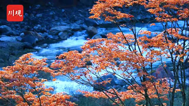 石棉田湾河红叶