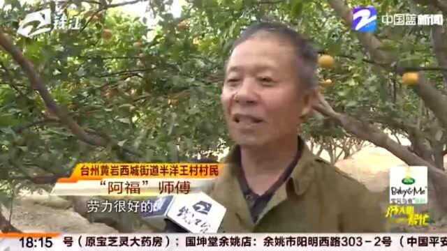 公益助农 当年“强强联手”的种橘大户 如今一人撑起一片橘园