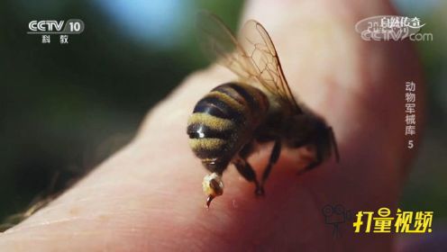 蜜蜂在蜇人时，其毒针是如何工作的？来了解下其中秘密